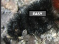 Game Puzzle hairy caterpillar