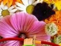 Game Hidden Honey Bee
