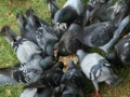Game Pigeons Slider