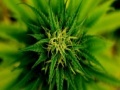 Game Marijuana Plant Slider