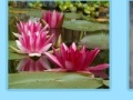Game Aquatic Plants Jigsaw