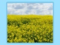 Game Flower fields Jigsaw
