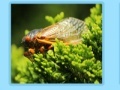 Game Cicida Jigsaw