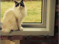 Game RePixel Find a Cat 