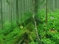 Game Tongass National Forest Escape