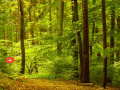 Game Escape Green Forest