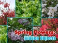 Game Spring Flowers: Hidden Objects