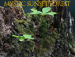 Game Mystic sunset forest online.