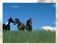 Game Horses