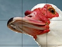 Game Red beak