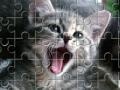 Game Cat jeancliclac