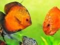 Game Tropical fish jigsaw Tournament