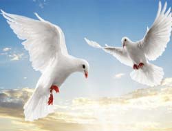 Game Flying Birds online