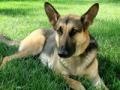 Game German shepherd