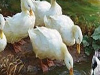 Game Duck family
