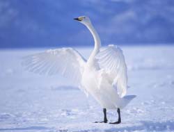 Game Graceful Swans online.