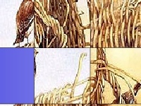 Game Birds in the bush