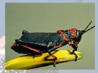 Game Grasshopper