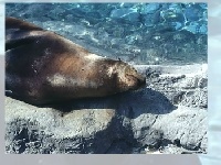 Game Sea lion