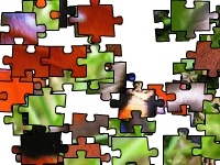 Game Flapping butterfly