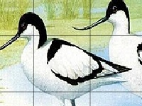 Game Two funny birds