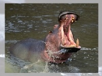Game Hippo 2