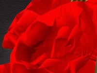 Game Red Roses