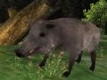 Game Wild boar Hunting