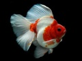 Game Gold Fish Jigsaw Puzzle