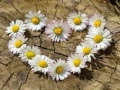 Game Daisy Heart Jigsaw