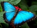 Game Nature Jigsaw Puzzle Butterfly