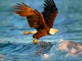Game Animals Jigsaw Puzzle Eagle
