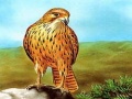 Game Birds of Prey Slide