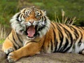 Game Animals Jigsaw Puzzle Tiger