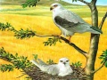 Cluiche Birds Of Prey Puzzle