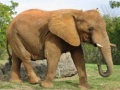 Game Animals Jigsaw Puzzle - Elephants