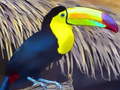 Game Toucan Bird Jigsaw