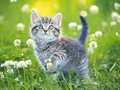 Game Kittens Jigsaw