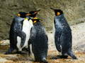 Game King Penguin Jigsaw