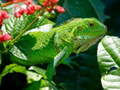 Game Wild Iguana