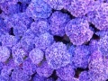 Game Hidden Stars Flowers