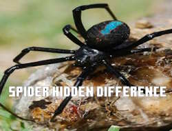 Game Spider Hidden Difference online.
