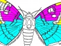 Game Coloring 5 butterfly