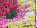Game Hidden Hearts - Spring Flowers