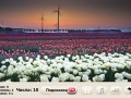 Game Windflowers Find Numbers