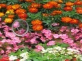 Game Hidden Hearts Flowers