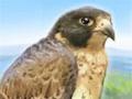 Game Brave falcon