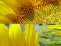 Game Sunflower Photo Puzzle
