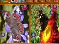 Game Butterfly Similarities Game