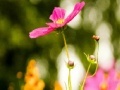 Game My flowers Hidden Letters